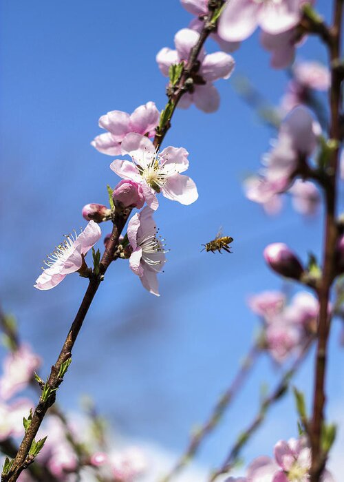 Bees. Peach Trees Greeting Card featuring the photograph At Work by Amber Kresge