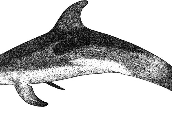 Cetacean Greeting Card featuring the photograph Atlantic Spotted Dolphin by Roger Hall