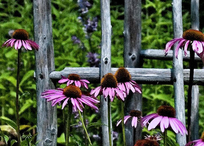 Coneflowers Greeting Card featuring the photograph Attached by Bonnie Bruno