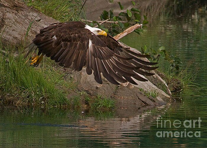 Eagle Lift Off Greeting Card featuring the photograph Attaining Lift by J L Woody Wooden