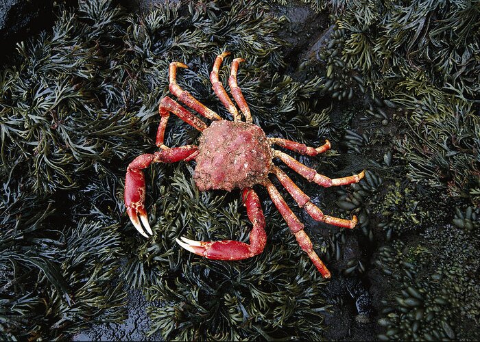 Feb0514 Greeting Card featuring the photograph Auckland Island Spider Crab Auckland by Tui De Roy