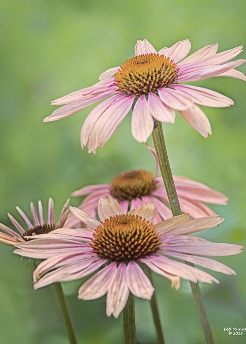 Coneflowers Greeting Card featuring the photograph August Coneflowers by Peg Runyan