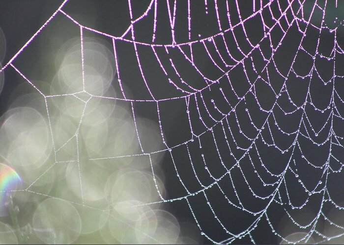 Aurora's Web Greeting Card featuring the photograph Aurora's Web by Cathie Douglas