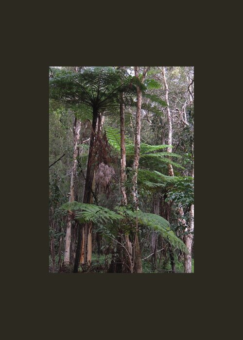 Cyathes Cooperi Greeting Card featuring the photograph Australian Tree Fern by Denise Clark