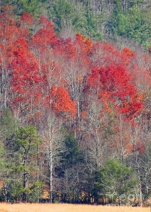 Trees Greeting Card featuring the photograph Autumn Ablaze Cataloochee by Anita Adams