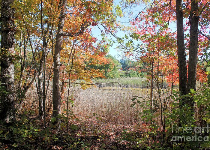 Rocky Neck State Park Greeting Card featuring the photograph Autumn At Rocky Neck State Park by Christy Gendalia