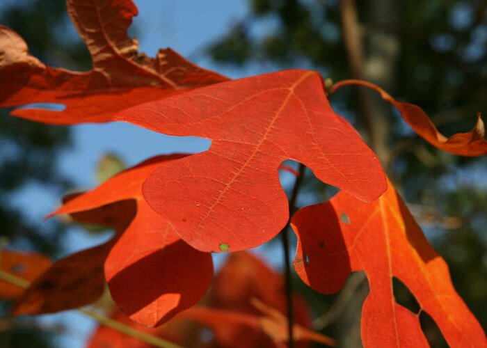 Leaf Greeting Card featuring the photograph Autumn Attention by Neal Eslinger