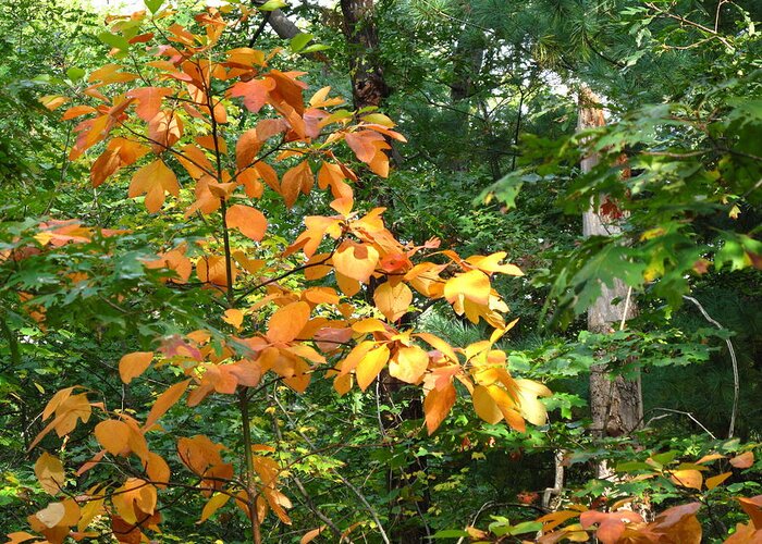 Leaves Greeting Card featuring the photograph Autumn Begins at Breakheart Reservation by Barbara McDevitt