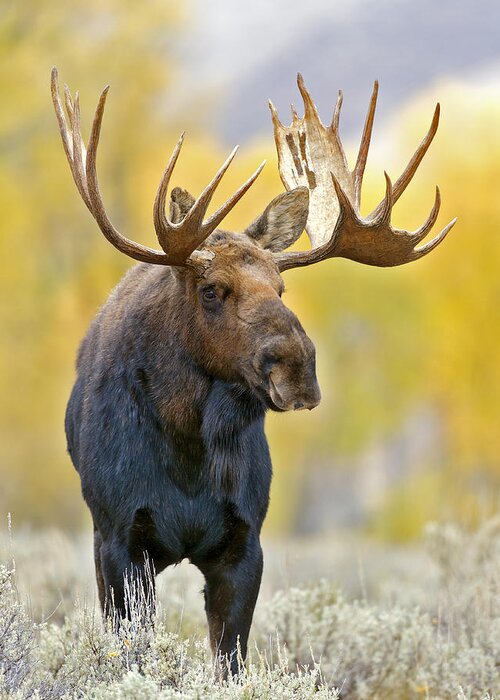 Autumn Greeting Card featuring the photograph Autumn Bull Moose by Gary Langley