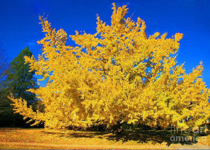 Gingko Tree Print Greeting Card featuring the photograph Autumn Colors Gingko Tree by Jinx Farmer