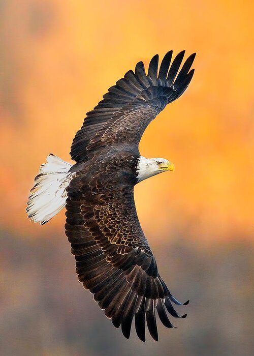 Eagle Photograph Greeting Card featuring the photograph Autumn Eagle by William Jobes