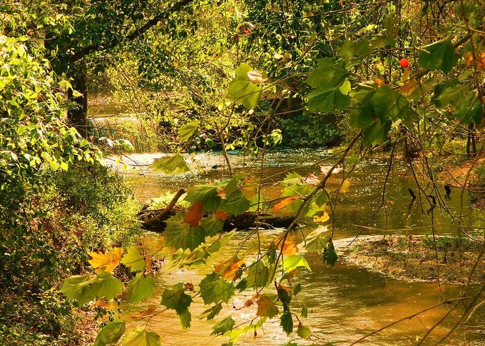 Nature Greeting Card featuring the photograph Autumn Falls by Heather White