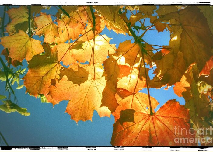 Autumn Greeting Card featuring the photograph Autumn Found by Spikey Mouse Photography