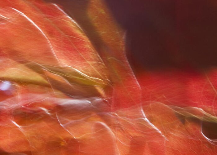 Gaia Greeting Card featuring the photograph Autumn Glory by Margaret Denny