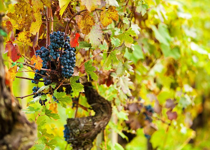 Wine Greeting Card featuring the photograph Autumn Grape Harvest Season by Good Focused
