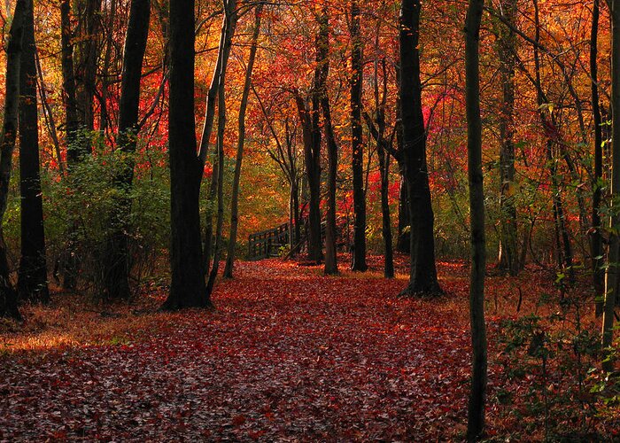 Autumn Greeting Card featuring the photograph Autumn III by Raymond Salani III