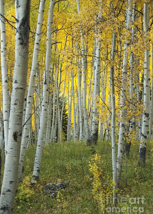 Alpine Greeting Card featuring the photograph Autumn in the Aspen Grove by Juli Scalzi