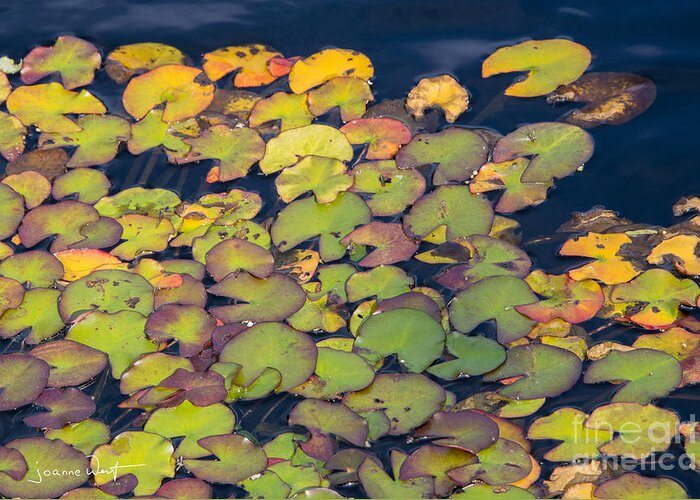 Lily Pond Greeting Card featuring the photograph Autumn in the Lily Pond by Joanne West