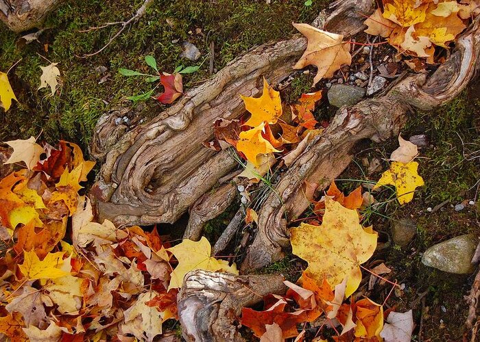 Tree Roots Greeting Card featuring the photograph Autumn Leaves and Tree Roots by Judy Swerlick