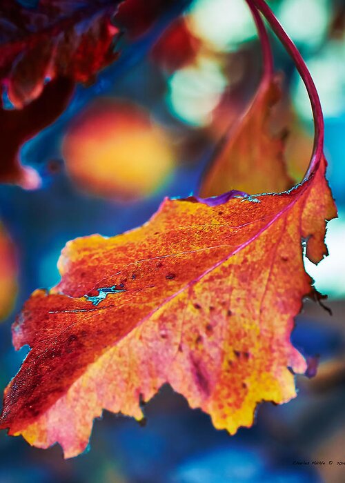 Vivid Greeting Card featuring the photograph Autumn Leaves by Charles Muhle