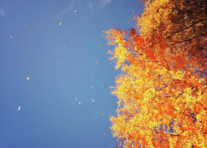 Tranquility Greeting Card featuring the photograph Autumn Leaves Flying In The Wind by Sami Hurmerinta