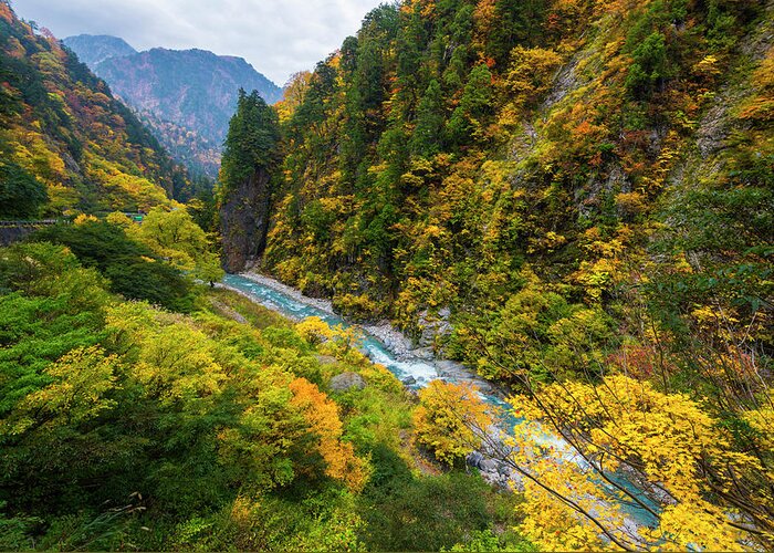 Scenics Greeting Card featuring the photograph Autumn Leaves In Kurobe Gorge by Www.tonnaja.com