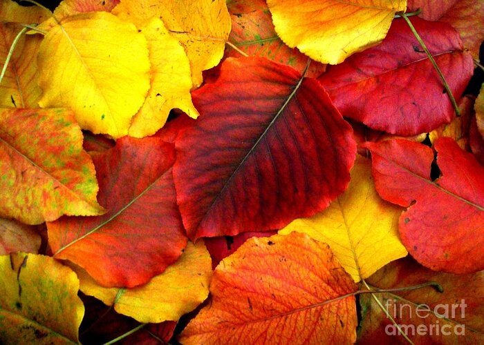 Colors Greeting Card featuring the photograph Autumn Leaves by Sharon Woerner