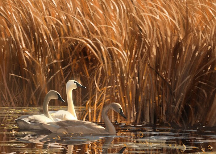 Swans Greeting Card featuring the digital art Autumn Light- Trumpeter Swans by Aaron Blaise