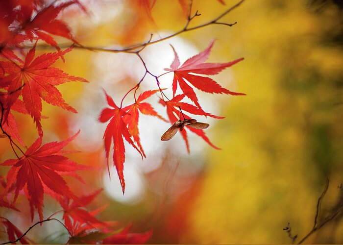 Outdoors Greeting Card featuring the photograph Autumn Maple Red Leaves And Seeds by Jacky Parker Photography