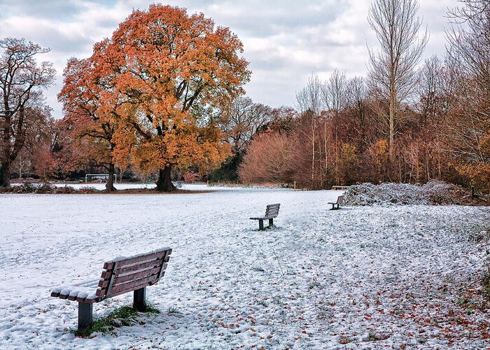 Shirley Mitchell Greeting Card featuring the photograph Autumn meet Winter by Shirley Mitchell