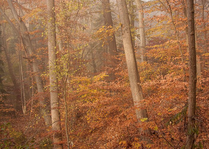 Landscape Greeting Card featuring the photograph Autumn Mist by Patrice Zinck