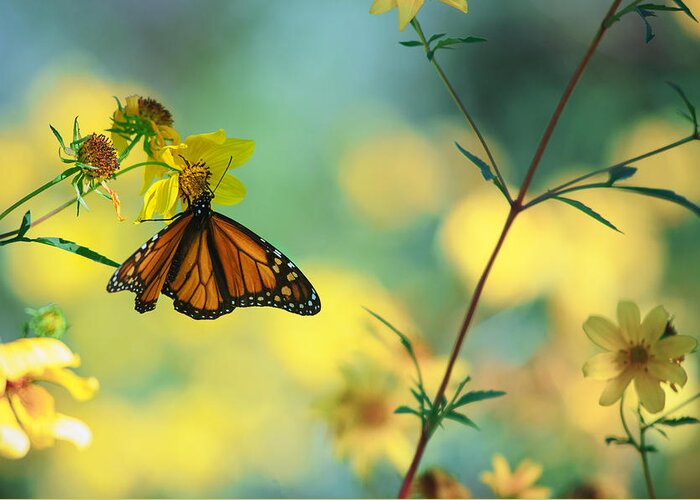 Monarch Greeting Card featuring the photograph Autumn Monarch by Joel Olives