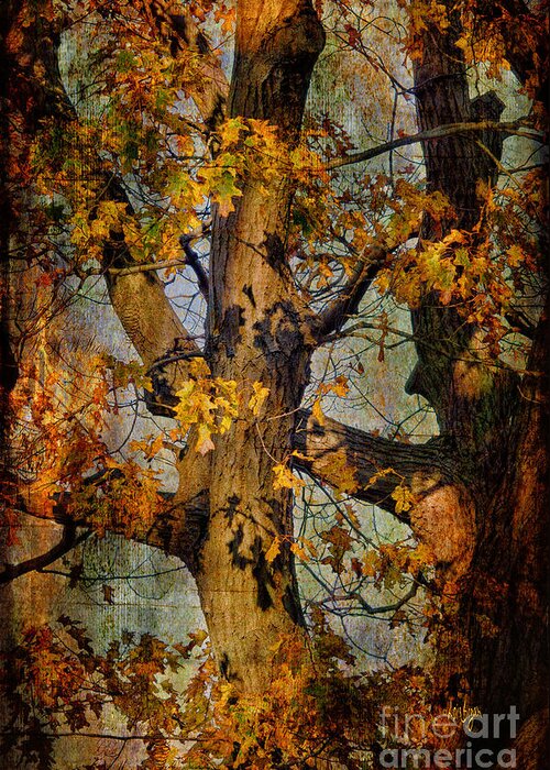 Tree Greeting Card featuring the photograph Autumn Oaks In Dance Mode by Lois Bryan