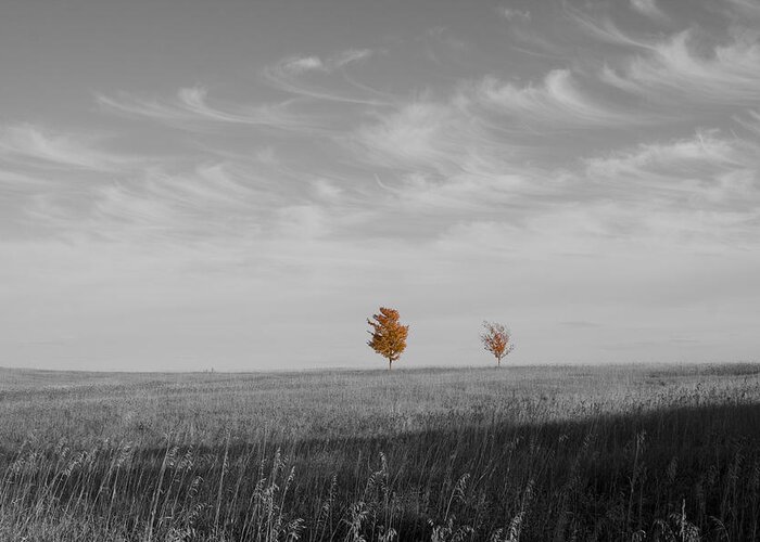 Unique Greeting Card featuring the photograph Autumn Prairie Trees by Dylan Punke