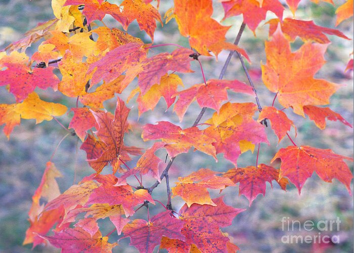 Healing Foliage Colors Greeting Card featuring the photograph Autumn Rainbow Colors by Irina Wardas
