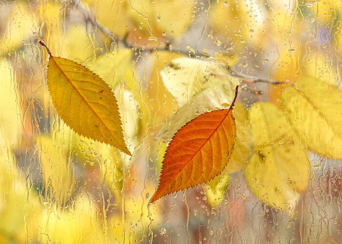 Fall Leaves Greeting Card featuring the photograph Autumn Romance by Marina Kojukhova
