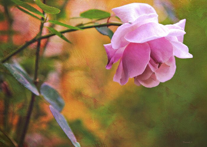 Rose Greeting Card featuring the photograph Autumn Rose by Theresa Tahara