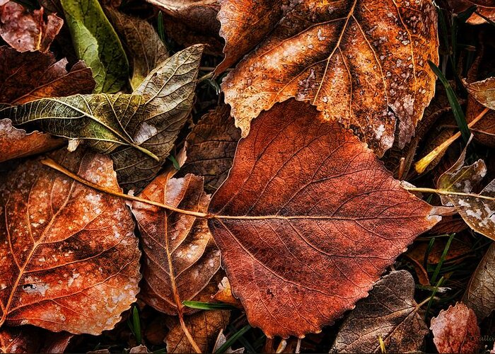 Autumn Greeting Card featuring the photograph Autumn Rust by Steve Sullivan