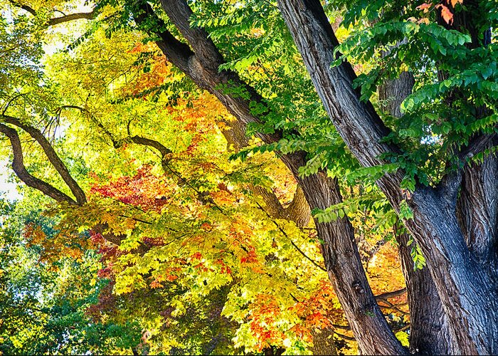 Autumn Greeting Card featuring the photograph Autumn Season Leaves in Full Glory by James BO Insogna