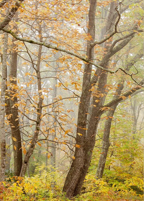 Appalacia Greeting Card featuring the photograph Autumn Trees by Jo Ann Tomaselli by Jo Ann Tomaselli