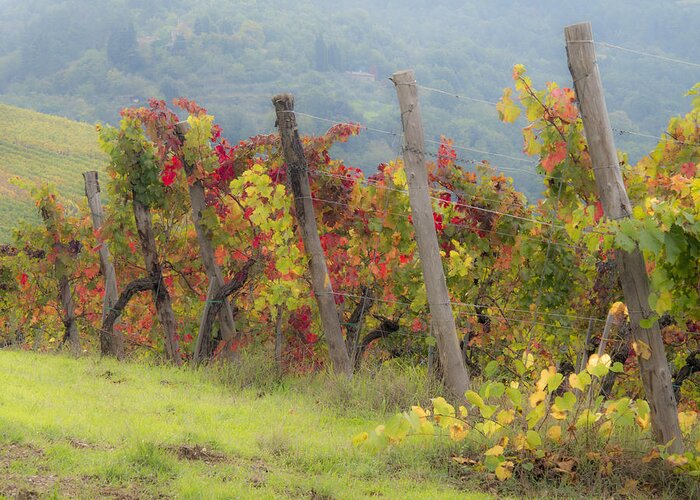 Agriculture Greeting Card featuring the photograph Autumn vineyard by Eggers Photography