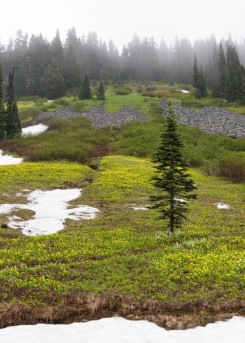 Abies Lasiocarpa Greeting Card featuring the photograph Avalanche Lilies at Paradise Valley by Michael Russell