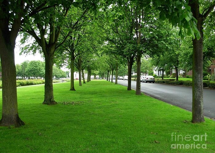 Trees Greeting Card featuring the photograph Avenue of Trees at Port Sunlight by Joan-Violet Stretch