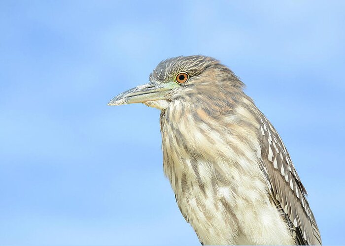 Juvenile Night Crowned Heron Greeting Card featuring the photograph Avian Musings by Fraida Gutovich