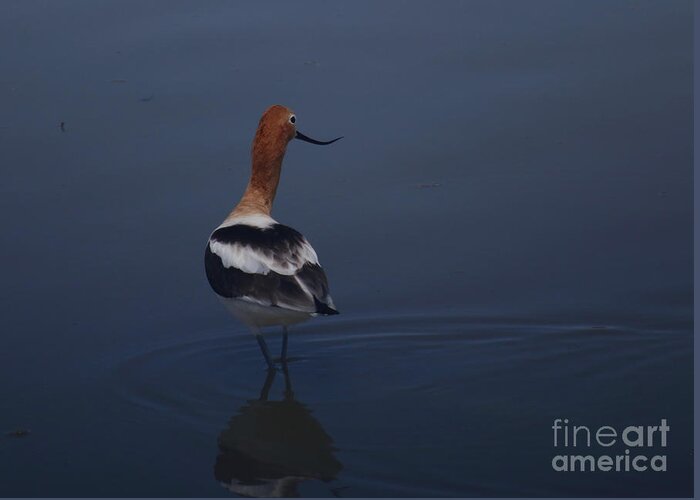 American Avocet Greeting Card featuring the photograph Avocet Wading by Marty Fancy