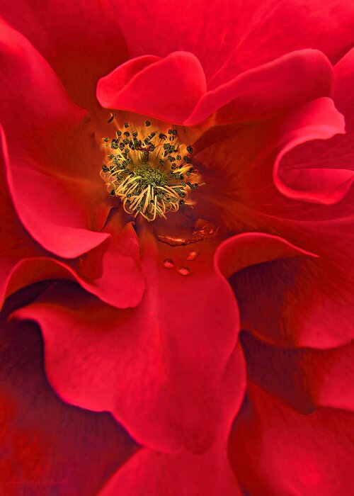 Rose Greeting Card featuring the photograph Awakening Red Rose Flower by Jennie Marie Schell