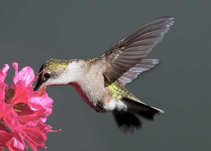 Hummingbird Greeting Card featuring the photograph Azalea And The Hummingbird by Lara Ellis