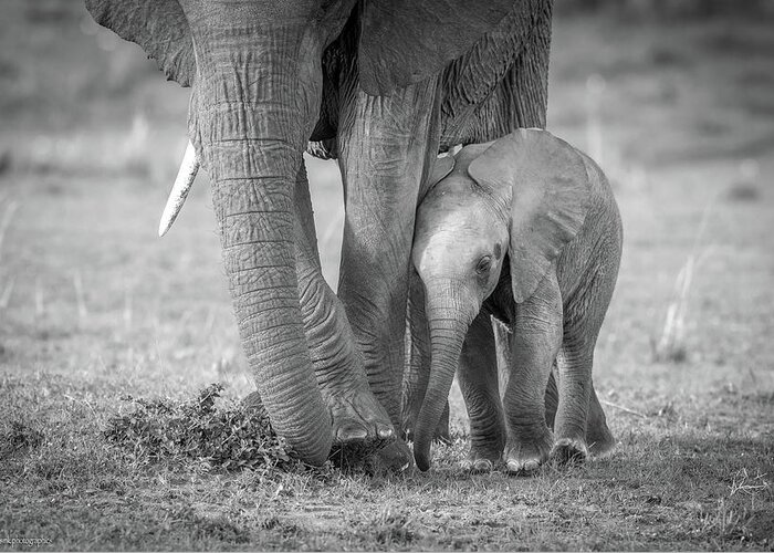 Elephant Greeting Card featuring the photograph Baby 1 by Jeffrey C. Sink