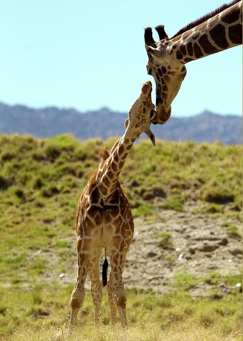 Nature Greeting Card featuring the photograph Baby And Mother-reticulated Giraffe by Mark Newman