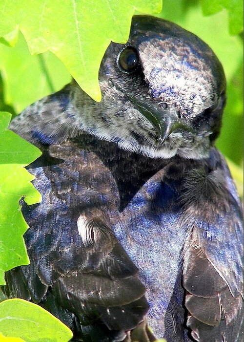 Blue Birds Greeting Card featuring the photograph Baby Bluejay Peek by Karen Wiles